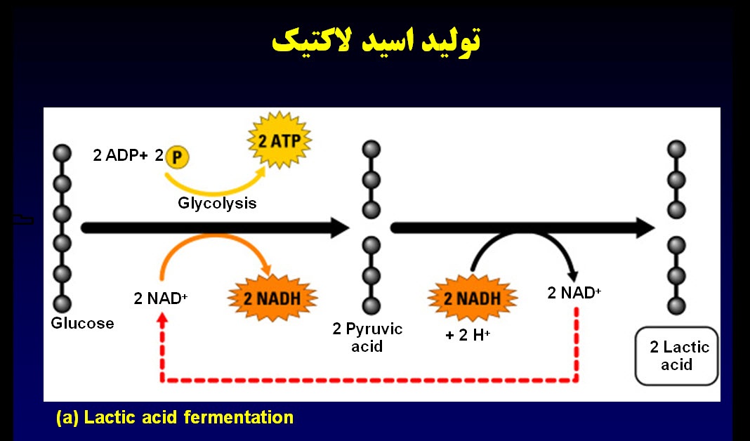 پاورپوینت اسید لاکتیک و کاربرد آن در ورزش ( ویژه ارائه کلاسی درس فیزیولوژی ورزشی)