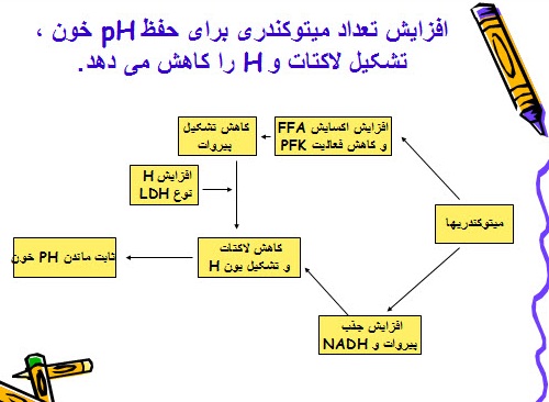 پاورپوینت تمرین استقامتی: تاثیر آن بر اکسیژن مصرفی بیشینه، اجرا و هوموستاز