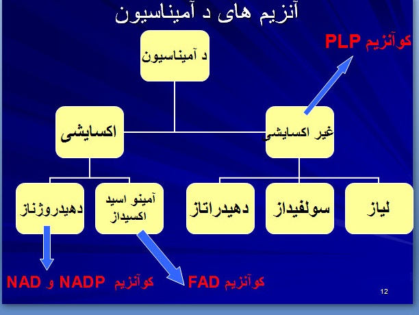 پاورپوینت بررسی متابولیسم پروتئین ها و اسیدهای نوکلئیک (ویژه ارائه کلاسی درس فیزیولوژی ورزشی)